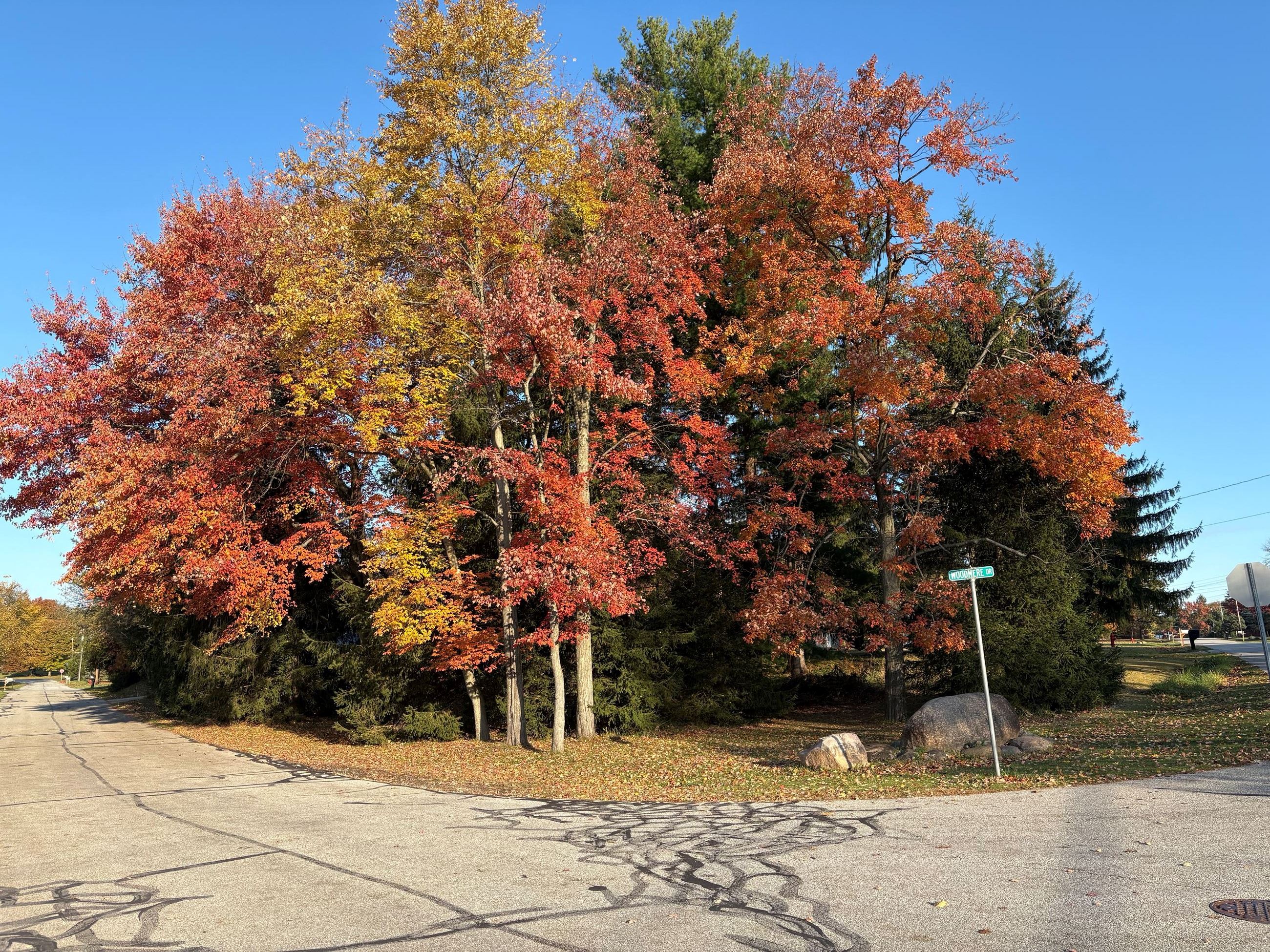 Fall Symphony of Color